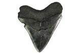 Fossil Megalodon Tooth - South Carolina #164292-2